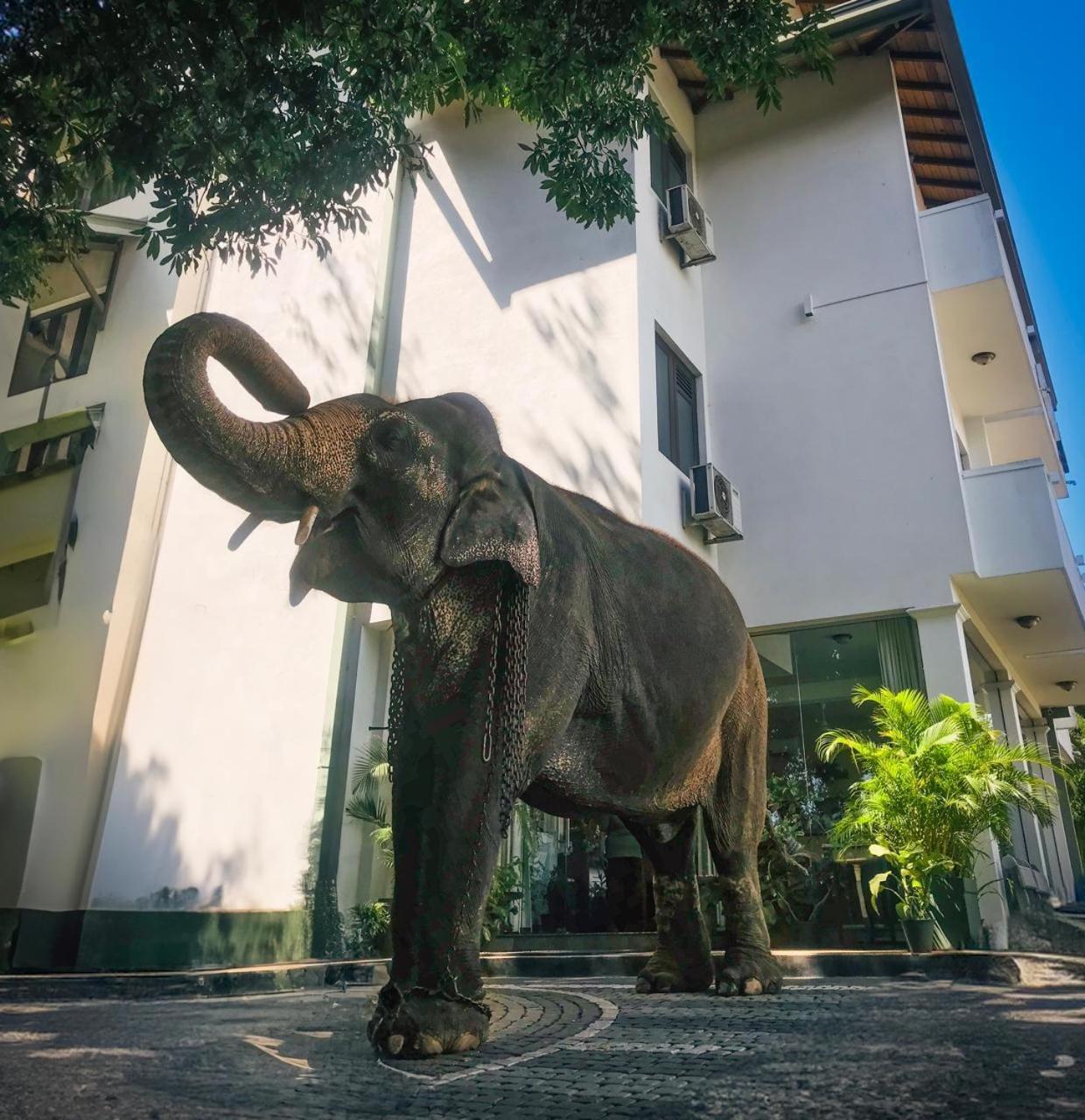 Hotel Yo Kandy Eksteriør billede